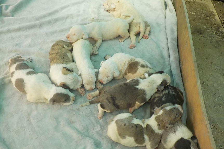 Litter of ten white and brown puppies sleeping snuggled against each other in a wooden crate.