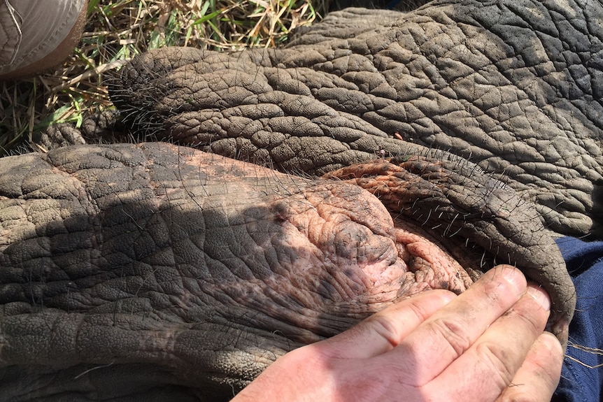 Where tusks emerge on an elephant