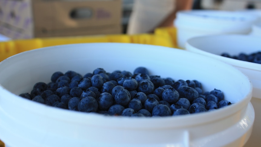 Buckets of blueberries