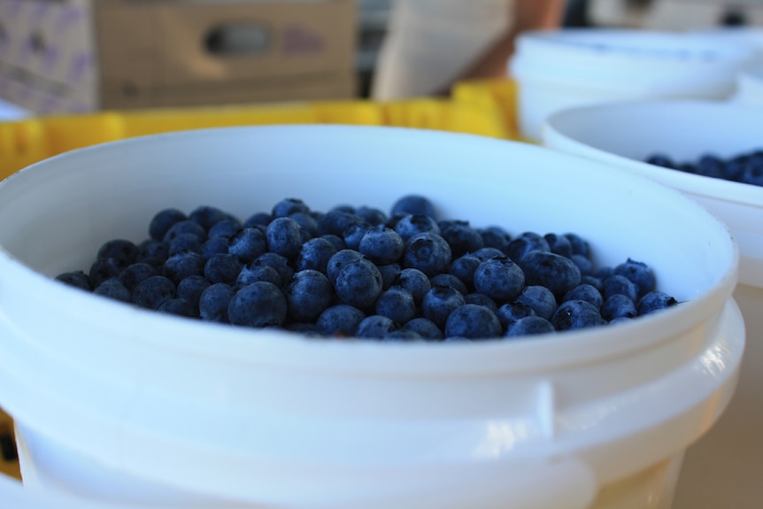 Harvested blueberries