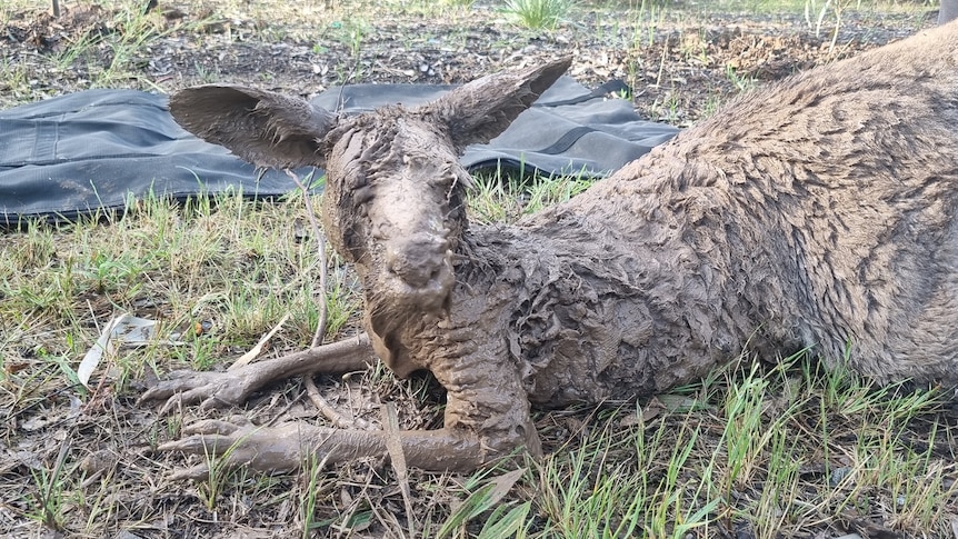 A kangaroo is covered in mud and lies on grass.