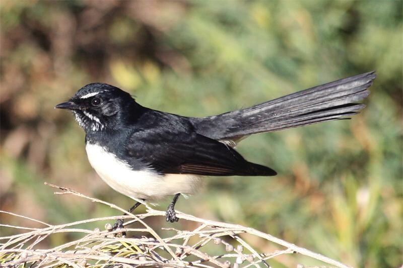 Willie wagtail