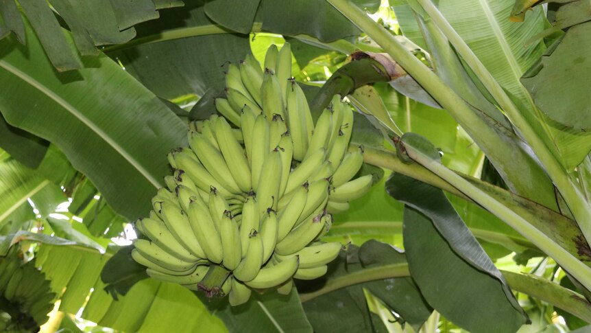 A bunch of Lady Finger bananas still on the tree at Rum Jungle Organics.