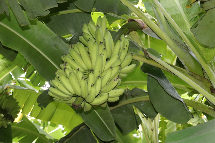 A bunch of Lady Finger bananas still on the tree at Rum Jungle Organics.