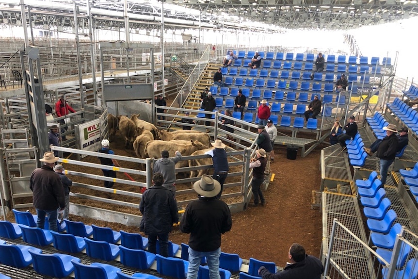 livestock saleyards with people standing far apart from each other