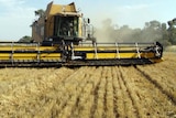 A 42-foot Cat harvester reaps a wheat field