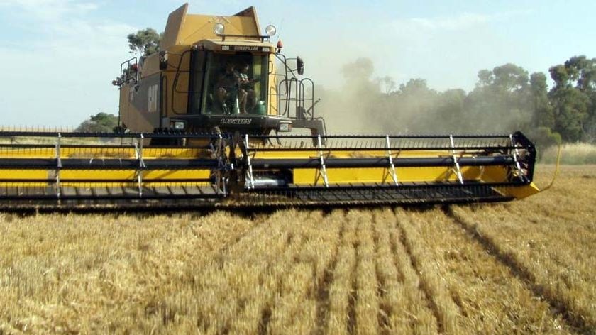 A Cat harvester reaps a wheat field.