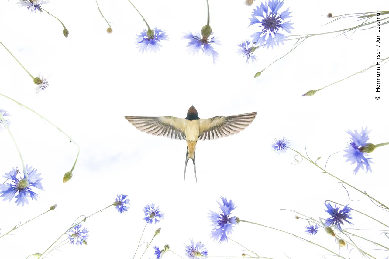 A barn swallow flies over a meadow of cornflowers, catching insects during springtime in eastern Germany.