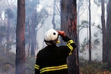 The silhouette of a man, dressed in full PPE, looking to the tree tops.