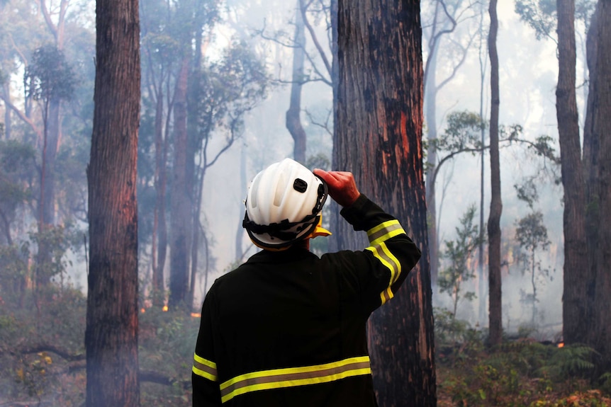 The silhouette of a man, dressed in full PPE, looking to the tree tops.