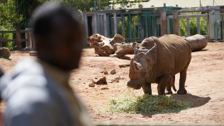 Man with Southern White Rhinoceros