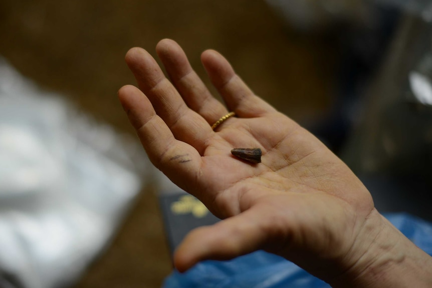 Close up of a crocodile tooth excavated from Trader's Cave.