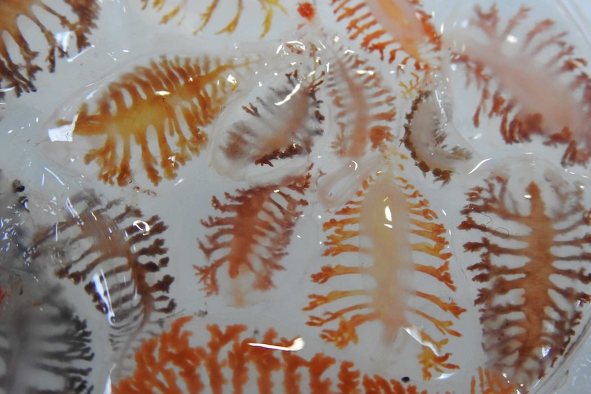 Coloured flat worms that live deep in the ocean.