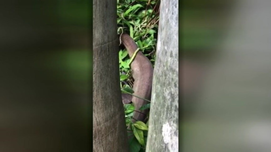 Monty the Python digests a whole wallaby