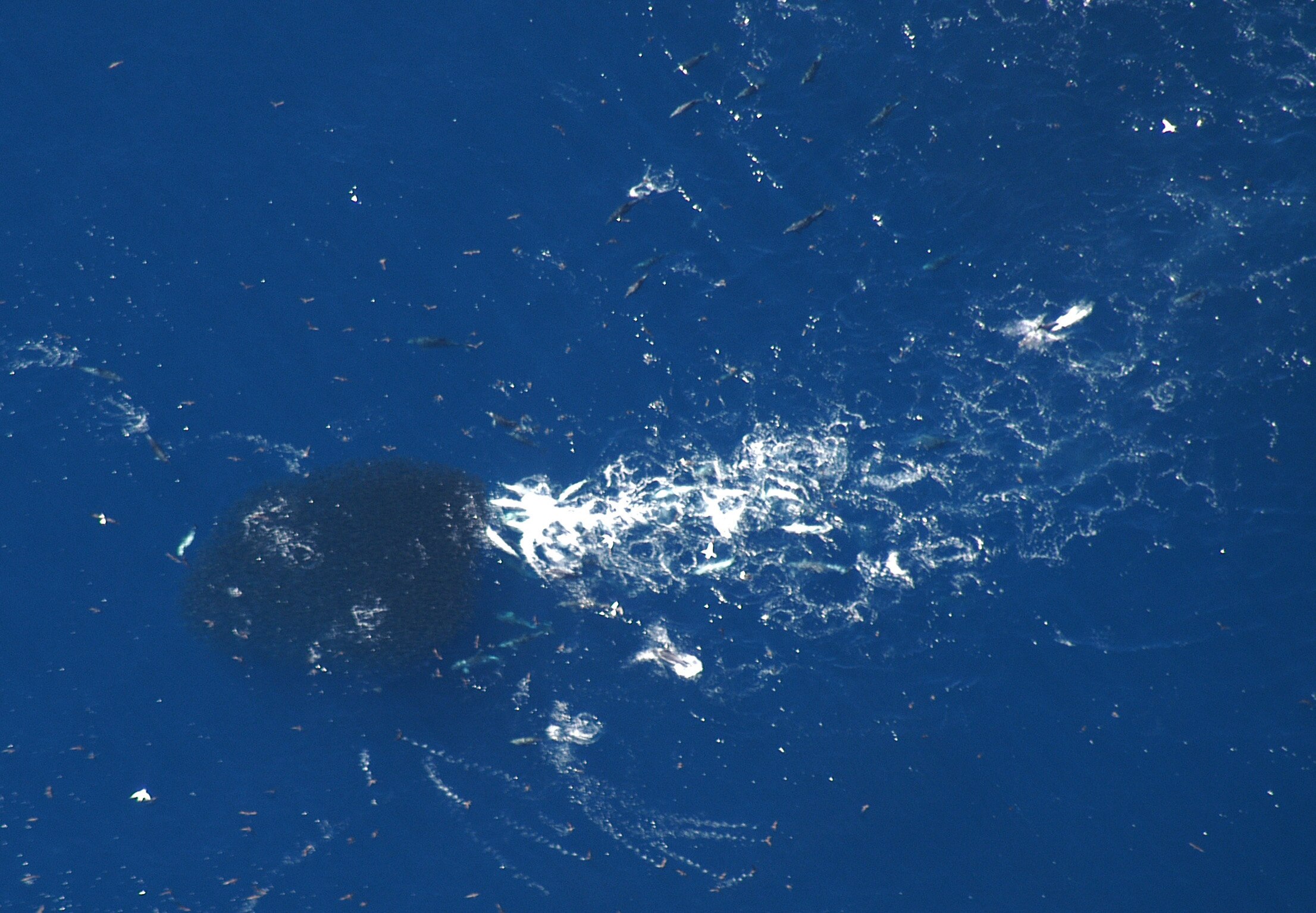 Cold water upwelling brings deep sea visitors closer to Eyre Peninsula