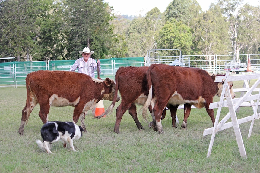 A man in a check shirt and hat stands behind a mob of three brown and white cattle and a black and white dog.