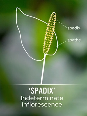 Spadix Image