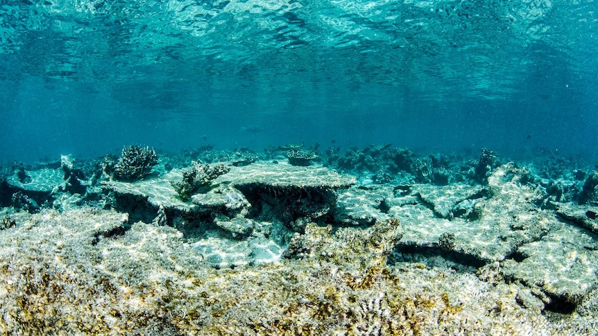 Picture of an unhealthy look coral reef. 