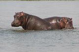 Two hippopotamus in a river in Zambia, October 6, 2009.