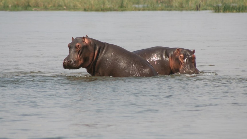 Two hippopotamus in a river in Zambia, October 6, 2009.