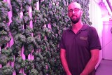 James Pateras standing in a containerised farm in front of a wall of basil.