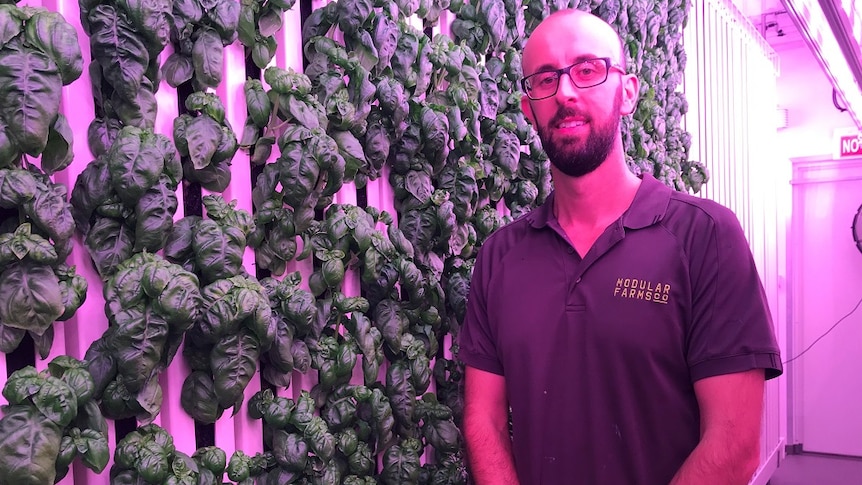 James Pateras standing in a containerised farm in front of a wall of basil.