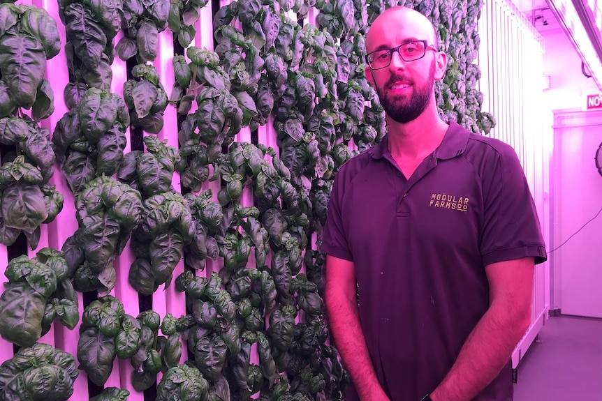 James Pateras standing in a containerised farm in front of a wall of basil.