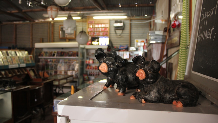 Small black Berkshire pig figurines sit on top of a fridge in front of a store with comics and collectibles.