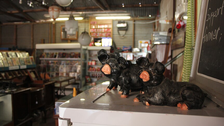 Small black Berkshire pig figurines sit on top of a fridge in front of a store with comics and collectibles.