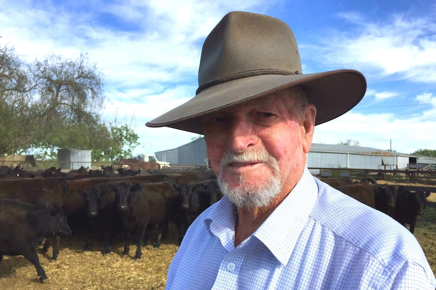 Gordon Paterson stands in front of cattle.