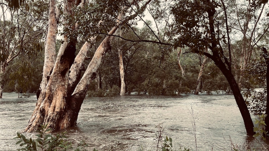 Trees surrounded by flooding water.