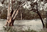 Trees surrounded by flooding water.