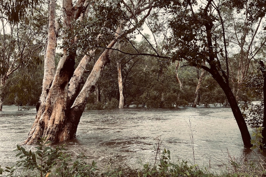 Trees surrounded by flooding water.