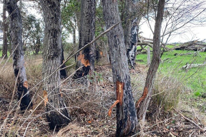 Image of trees poisoned north of Albany.