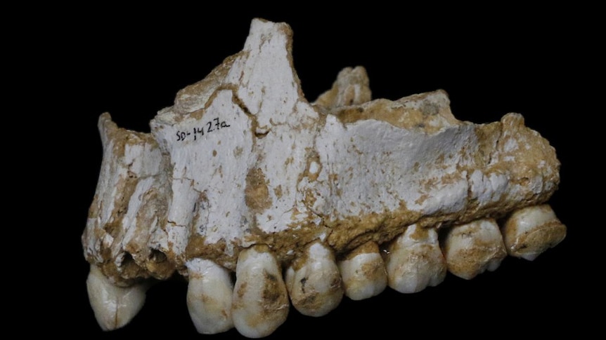 Neanderthal jaw bone