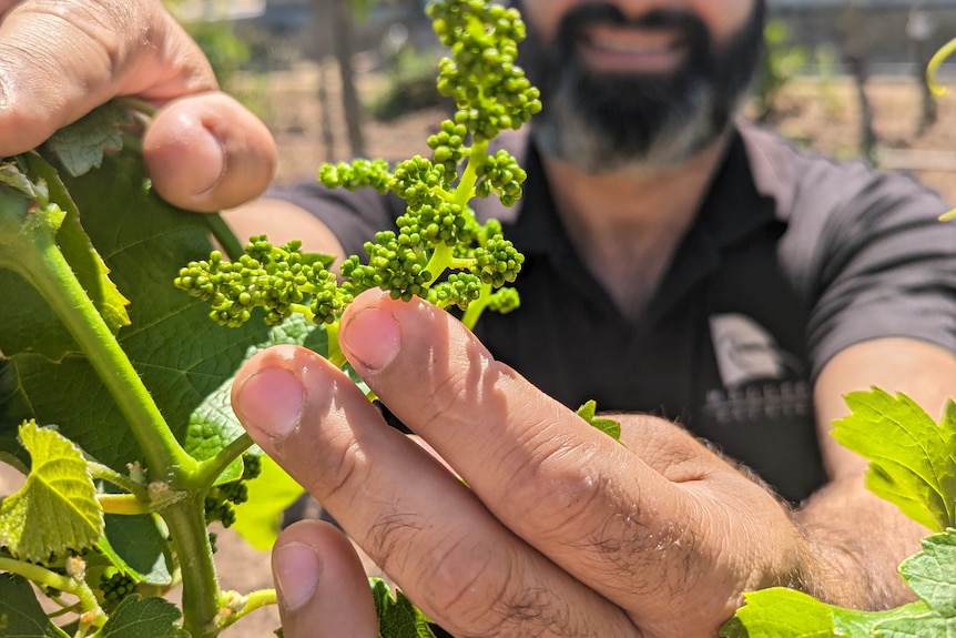 Jim Markeas, a middle-aged Greek-Australian man, with greying hair, beard smiles out of focus holding tiny green grapes.