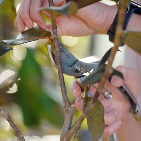 Secateurs being used to prune an indoor plant.