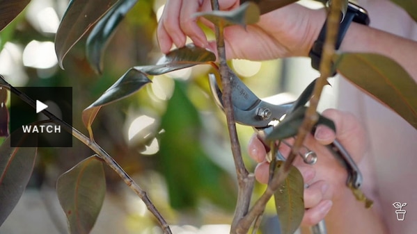 Secateurs being used to prune an indoor plant. Has Video.