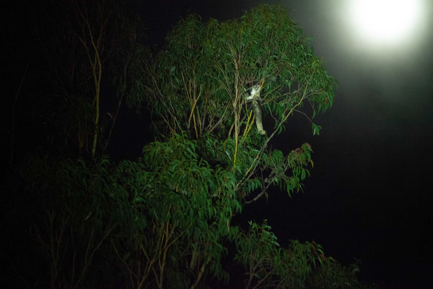 At night, a Greater Glider can be seen in a tree top