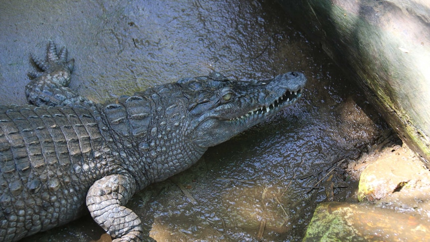 Philippine crocodile in its Darwin pen