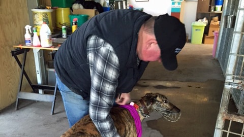 President of Tasmania's Greyhound Owners, Trainers and Breeders Association Graeme Barber July 9, 2016