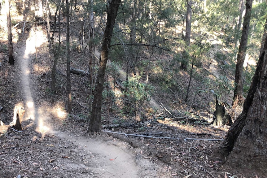 A dip in a mountain bike trail in the bush.