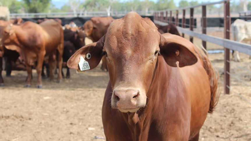Live export cattle near Townsville
