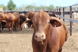 Live export cattle near Townsville