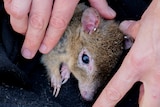A small marsupial with its head popping out of a black bag and being held in place by two hands. 