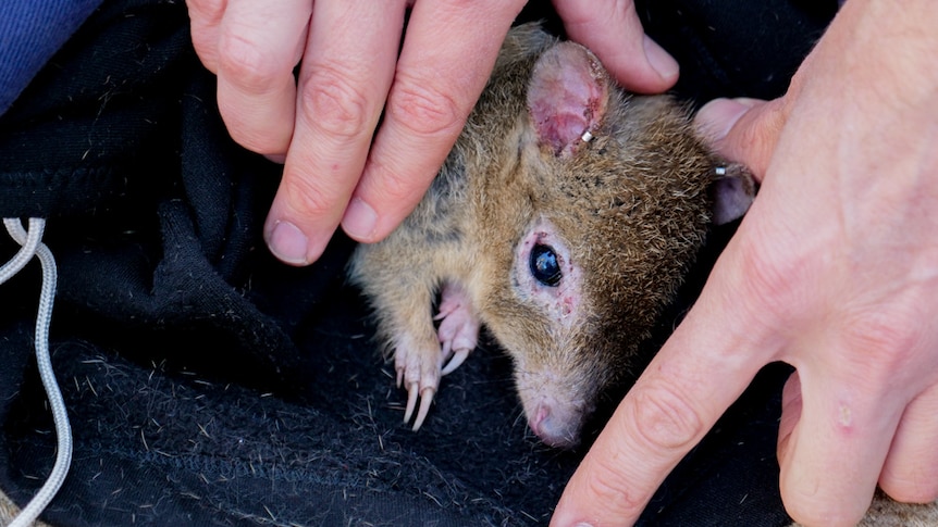 A small marsupial with its head popping out of a black bag and being held in place by two hands. 