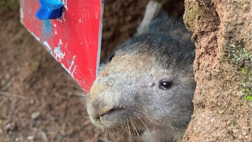 A wombat is poking its nose out of its burrow, which has a red flap over it.