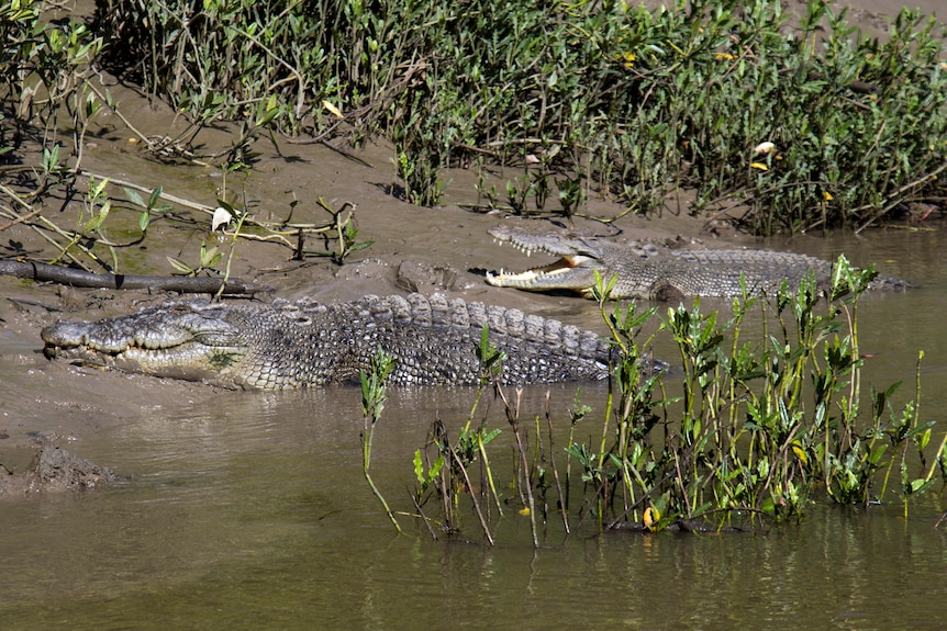 Two large crocodiles laying on a muddy bank amongst plants.