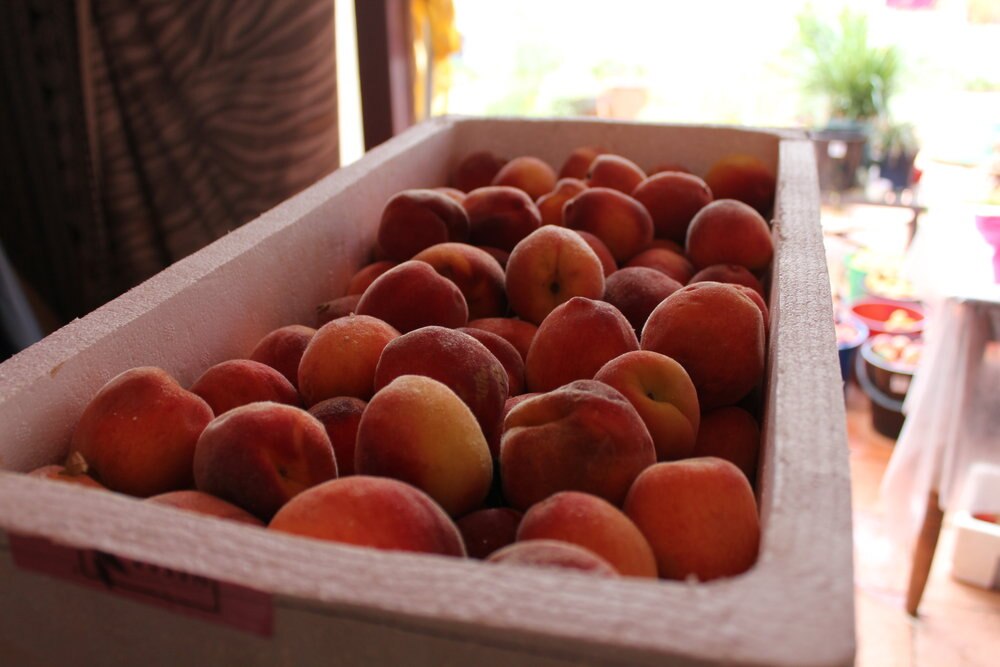 Apricot and peach harvest bounces back for Kenmore Park in the APY