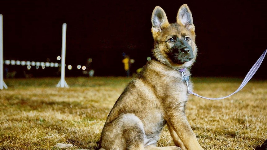 A German Shepherd puppy on a leash.